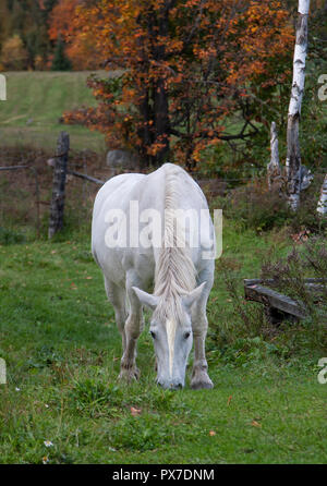 Die mythische Einhorn Schürfwunden in einer Wiese neben einer Scheune in Kanada Stockfoto