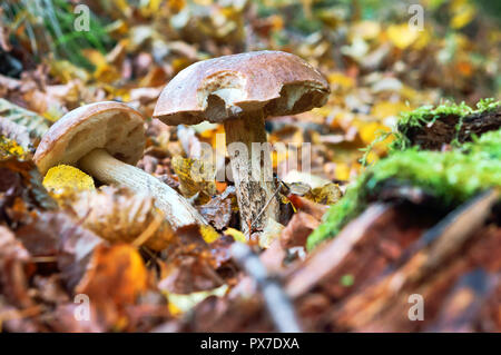 Zwei Pilze, Pilze im Gras im Herbst Stockfoto