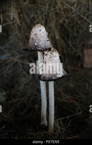 Shaggy Ink Kappen Stockfoto