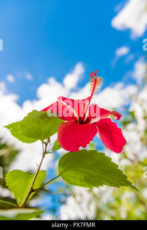 Blick auf die rote Blume, Moalboal, Cebu, Philippinen. Close-up. Mit selektiven Fokus. Vertikale Stockfoto