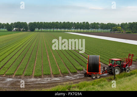 Roter Traktor mit Bewässerungsanlage zu sprühen eine Blume Abbenes Glühlampe Feld in den Niederlanden. Stockfoto