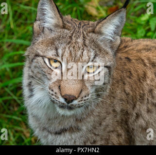 Eurasischen Luchs (Lynx lynx) unverlierbaren Foto Stockfoto