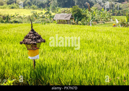 Reisfeld mit Schilf bedeckten Altar für Angebote Dewi Sri, Balinesen Reis Mutter. Ländliche Landschaft. Die Insel Bali, Indonesien Stockfoto