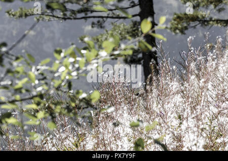 Nationalpark Pirin, Feuer Unkraut, wind Verbreitung, Bulgarien-Pirin-Gebirges Stockfoto