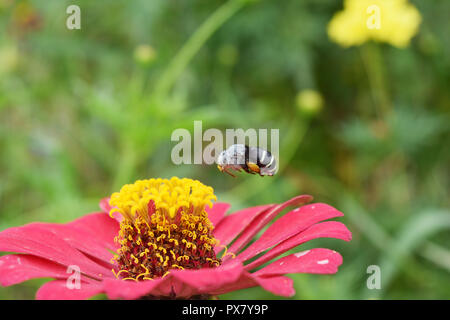 Gelbe pollen Gruppe mit roten Blüten von Zinnia violacea Cav Blume, Tischler auf der Suche nach Nektar Biene auf Blume im Feld mit natürlichen, grünen Hintergrund Stockfoto