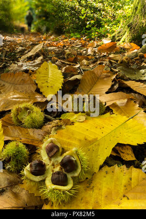 Kastanien auf einem herbstlichen Waldboden. Stockfoto