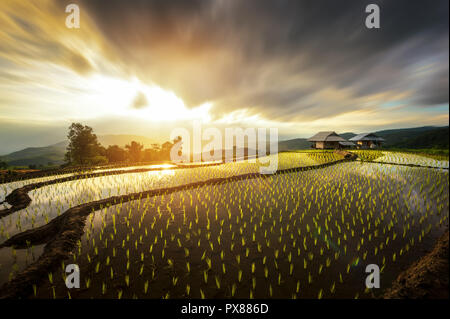Pa Pong Piang Reisfelder in Berg in Chiang Mai, Thailand Reihenhaus Stockfoto