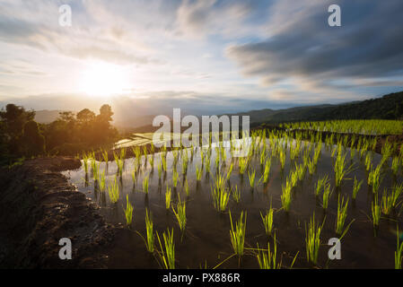 Pa Pong Piang Reisfelder in Berg in Chiang Mai, Thailand Reihenhaus Stockfoto