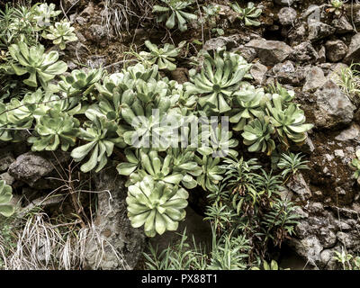 Pflanzen von Madeira, sukkulenten Pflanzen auf die Felswand, Aeonium glutinosum, Portugal, Madeira Stockfoto