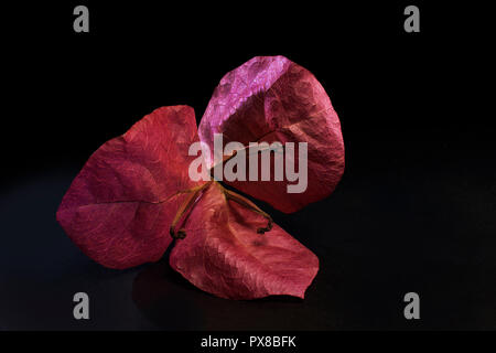 Blume von Bougainvillea in schwarzer Hintergrund Stockfoto