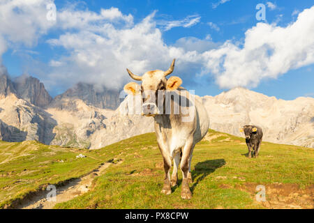 Grasende Kühe in San Nicolò, Val di Fassa, Trentino, Dolomiten, Italien, Europa. Stockfoto