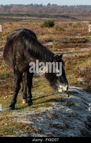 Neue Waldponys. Ein Tag im Unglück, mit Spuren von Frost auf dem Boden, die die Ruhe der Ponys einfangen, während sie es leicht machen Stockfoto