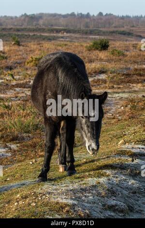 Neue Waldponys. Ein Tag im Unglück, mit Spuren von Frost auf dem Boden, die die Ruhe der Ponys einfangen, während sie es leicht machen Stockfoto