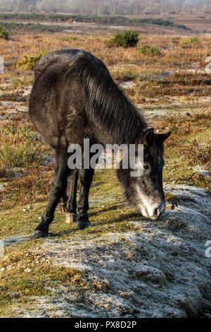 Neue Waldponys. Ein Tag im Unglück, mit Spuren von Frost auf dem Boden, die die Ruhe der Ponys einfangen, während sie es leicht machen Stockfoto