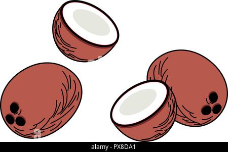 Der Vektor der verschiedenen Kokosnuss Frucht: Ganze und um die Hälfte. Bunte cartoon mit verschiedenen Darstellungen der Kokosnuss. Symbol oder Logo isoliert. Stock Vektor