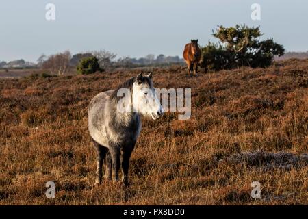 Neue Waldponys. Ein Tag im Unglück, mit Spuren von Frost auf dem Boden, die die Ruhe der Ponys einfangen, während sie es leicht machen Stockfoto