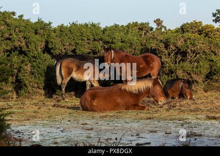 Neue Waldponys. Ein Tag im Unglück, mit Spuren von Frost auf dem Boden, die die Ruhe der Ponys einfangen, während sie es leicht machen Stockfoto