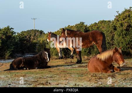 Neue Waldponys. Ein Tag im Unglück, mit Spuren von Frost auf dem Boden, die die Ruhe der Ponys einfangen, während sie es leicht machen Stockfoto