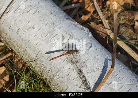 Der rote Libelle ruddy Darter (Sympetrum sanguineum) sitzt auf einem birkenstamm in natürlicher Umgebung. Stockfoto