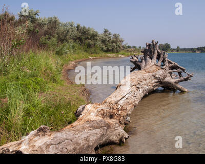 Trunk der gefallenen Hohe getrocknet Baum ohne Blätter und Rinde am Ufer eines Sees im Sommer Stockfoto