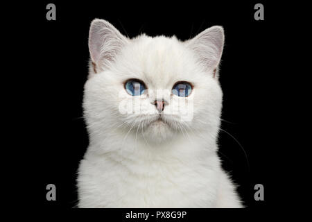 Porträt der britischen weiße Katze mit entzückenden blauen Augen auf Isolierte schwarze Hintergrund, Vorderansicht Stockfoto