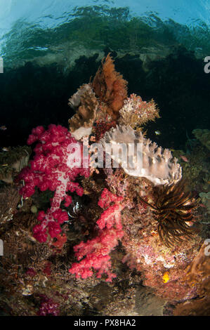 Weiche Glomeratbaumkoralle, Dendronephthya sp, Lederkoralle, Lobophytum sp. Kerua Channel, Penemu Island, Raja Ampat, Indonesien Stockfoto