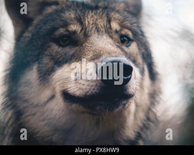 Grauer Wolf im Wald in Thale, Deutschland. Stockfoto