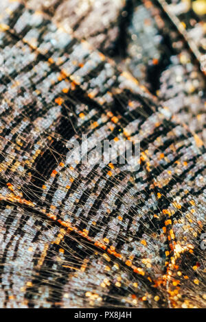 Monarch Butterfly Wings abstraktes Muster Nahaufnahme Stockfoto