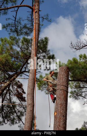 Professionelle Holzfäller in der Nähe ein Haus. Der Einschlag von hohen Pinien erfordert die Abholzung Ihrer Baumstämme von oben nach unten. Stockfoto