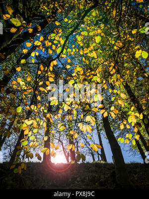 Herbst Farbe in Yorkshire. Stockfoto