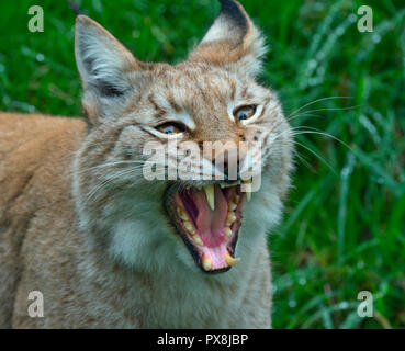Eurasischen Luchs (Lynx lynx) unverlierbaren Foto Stockfoto