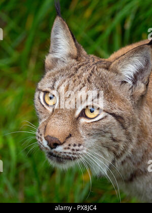 Eurasischen Luchs (Lynx lynx) unverlierbaren Foto Stockfoto