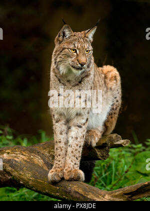 Eurasischen Luchs (Lynx lynx) unverlierbaren Foto Stockfoto