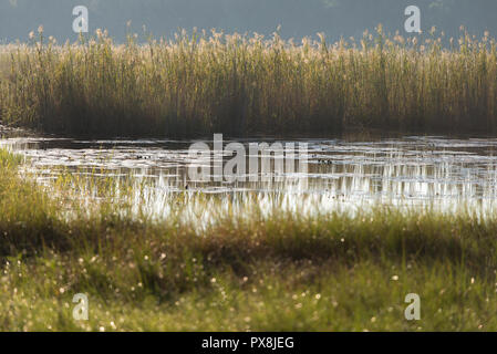 Die Ufer des Okavango in Botswana, mit Gräsern Gegenlicht der Morgenlicht auf dieser Strecke des Flusses vor dem Okavango Delta region Stockfoto
