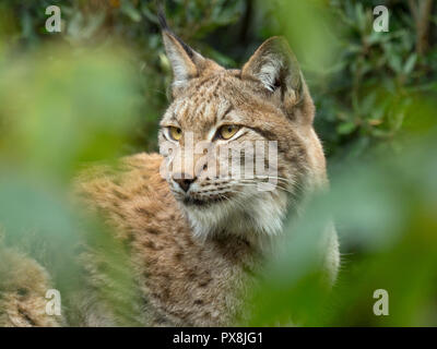 Eurasischen Luchs (Lynx lynx) unverlierbaren Foto Stockfoto