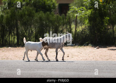 Ein paar Ziegen frei entlang einer Straße in ländlichen Namibia Trab Stockfoto