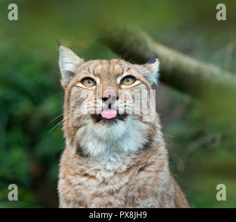 Eurasischen Luchs (Lynx lynx) unverlierbaren Foto Stockfoto