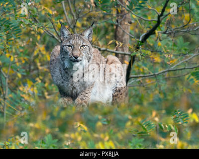 Eurasischen Luchs (Lynx lynx) unverlierbaren Foto Stockfoto
