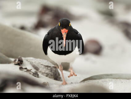 Nahaufnahme von magellanschen Austernfischer (Haematopus leucopodus) auf sandigen, schlammigen und felsige Ufer in Falkland Inseln. Stockfoto