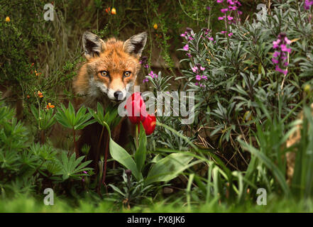 Nahaufnahme eines roten Fuchs im Garten, UK. Stockfoto