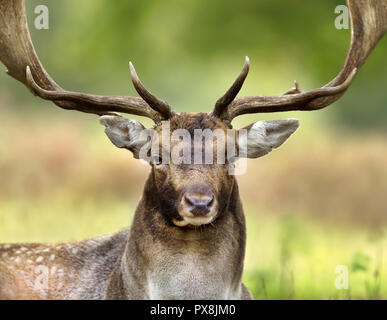 Nahaufnahme eines Damwild (Dama Dama) während der Brunft, UK. Stockfoto