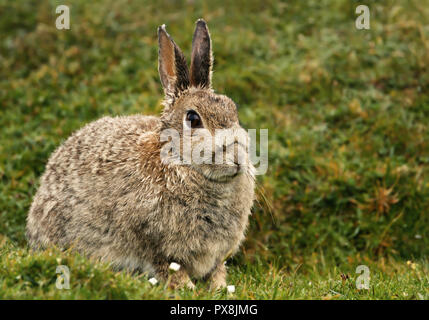 Nahaufnahme von einem nassen Hase im Gras sitzen nach Regen, UK. Stockfoto