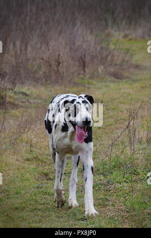 Harlekin Dogge Hund draußen spielen und sich wundern Stockfoto