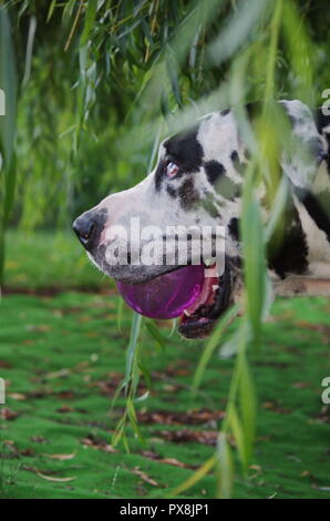 Harlekin Dogge Hund draußen spielen und sich wundern Stockfoto