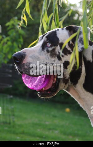 Harlekin Dogge Hund draußen spielen und sich wundern Stockfoto