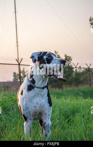Harlekin Dogge Hund draußen spielen und sich wundern Stockfoto