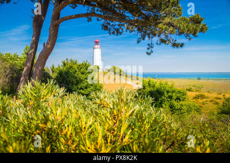 Klassische Ansicht der berühmte Leuchtturm Dornbusch auf der schönen Insel Hiddensee mit blühenden Blumen im Sommer, Ostsee, Mecklenburg-Vorpommern Stockfoto