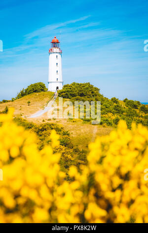 Klassische Ansicht der berühmte Leuchtturm Dornbusch auf der schönen Insel Hiddensee mit blühenden Blumen im Sommer, Ostsee, Mecklenburg-Vorpommern Stockfoto