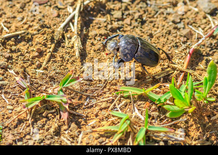 Nahaufnahme von einem mistkäfer auf den natürlichen Lebensraum in Südafrika. Unscharfer Hintergrund. Stockfoto