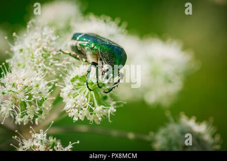 Makro von einem gold-glitzernde rose Käfer (lat.: Cetonia aurata) auf einer Wiese Bear Claw Blume (lat.: Heracleum sphondylium) Essen auf eine sommerliche Mead Stockfoto